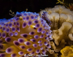 Mother and Child- The Gas flame Nudibranch family by Peet J Van Eeden 